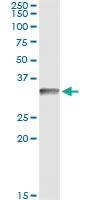 Anti-CD80 Antibody Pair