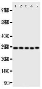 Anti-Caspase-14 Rabbit Polyclonal Antibody