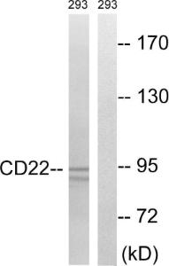 Western blot analysis of lysates from 293 cells, treated with Ca2+ 40nM 30' using Anti-BL-CAM Antibody. The right hand lane represents a negative control, where the antibody is blocked by the immunising peptide.