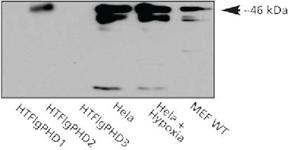 Anti-EGLN1 Rabbit Polyclonal Antibody