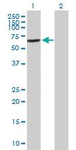 Anti-VPS45 Mouse Polyclonal Antibody