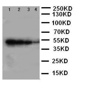 Anti-BMPR1B Rabbit Polyclonal Antibody