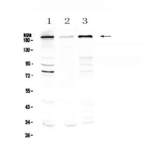 Anti-SLK Polyclonal Antibody