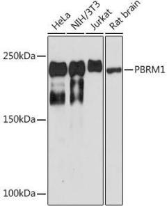 Western blot analysis of extracts of various cell lines, using Anti-Baf180 Antibody [ARC1820] (A309071) at 1:1,000 dilution