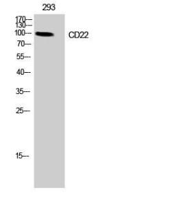 Western blot analysis of 293 cells using Anti-BL-CAM Antibody