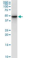 Anti-SYT2 Mouse Monoclonal Antibody [clone: 1G10]