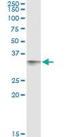 Anti-CD80 Antibody Pair