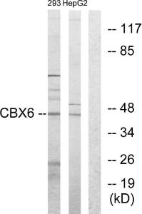 Western blot analysis of lysates from 293 and HepG2 cells using Anti-CBX6 Antibody. The right hand lane represents a negative control, where the antibody is blocked by the immunising peptide