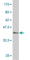 Anti-USF2 Mouse Monoclonal Antibody [clone: 5F2]