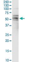 Anti-FAIM3 Rabbit Polyclonal Antibody