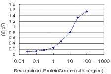 Anti-SYT2 Mouse Monoclonal Antibody [clone: 1G10]