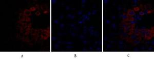 Immunofluorescence analysis of mouse liver tissue using Anti-BAD Antibody (red) at 1:200 (4 °C overnight). Cy3 labelled secondary antibody was used at 1:300 (RT 50min). Panel A: Target. Panel B: DAPI. Panel C: Merge