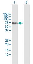 Anti-CDK19 Rabbit Polyclonal Antibody