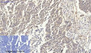 Anti-p53 Rabbit Polyclonal Antibody