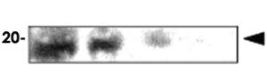 Anti-CRYAA Mouse Monoclonal Antibody [clone: c9F2]