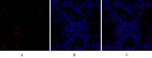 Immunofluorescence analysis of rat lung tissue using Anti-BAD Antibody (red) at 1:200 (4 °C overnight). Cy3 labelled secondary antibody was used at 1:300 (RT 50min). Panel A: Target. Panel B: DAPI. Panel C: Merge