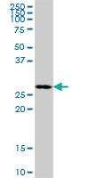 Anti-MRPL46 Mouse Polyclonal Antibody