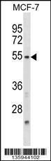 Anti-NFIL3 Rabbit Polyclonal Antibody