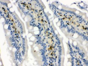 Anti-HSPA1A Rabbit Polyclonal Antibody