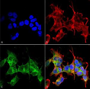 Immunocytochemistry/Immunofluorescence analysis of human neuroblastoma cell line (SK-N-BE, fixed in 4% formaldehyde for 15 min at room temperature, using Anti-ANK-3 Antibody [S106-20] (A305040), at 1:100 for 60 minutes at room temperature