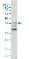 Anti-DNAJB2 Mouse Monoclonal Antibody [clone: 2C9]