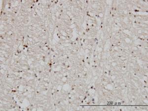 Anti-DNAJB2 Mouse Monoclonal Antibody [clone: 2C9]