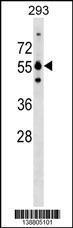 Anti-GRWD1 Rabbit Polyclonal Antibody (Biotin)