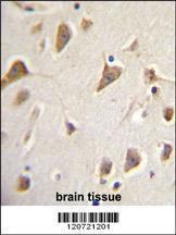 Anti-ZMYND10 Rabbit Polyclonal Antibody (APC (Allophycocyanin))