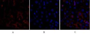 Anti-p53 Rabbit Polyclonal Antibody