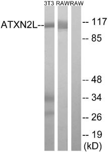 Anti-Ataxin 2-like Rabbit Polyclonal Antibody