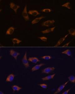 Immunofluorescence analysis of L929 cells using Anti-FSTL4 Antibody (A306160) at a dilution of 1:100. DAPI was used to stain the cell nuclei (blue).