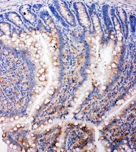 Anti-SMAD5 Rabbit Polyclonal Antibody