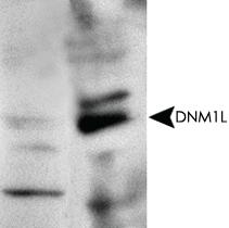 Anti-DNM1L Rabbit Polyclonal Antibody