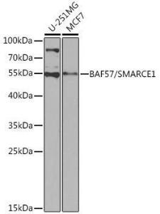 Western blot analysis of extracts of various cell lines, using Anti-BAF57/SMARCE1 Antibody (A92974) at 1:1,000 dilution