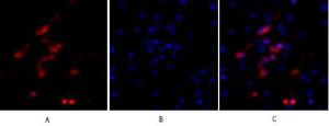 Anti-p53 Rabbit Polyclonal Antibody