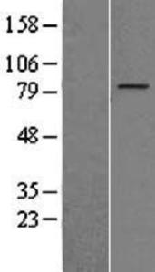 Anti-T-cell leukemia virus type I) binding Rabbit Polyclonal Antibody