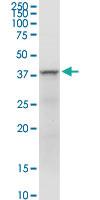 Anti-FAIM3 Rabbit Polyclonal Antibody