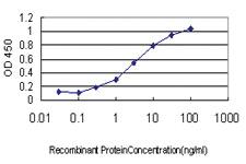 Anti-DNAJB2 Mouse Monoclonal Antibody [clone: 2C9]