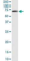 Anti-CDK19 Rabbit Polyclonal Antibody