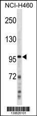 Anti-NFKB, p100 Rabbit Polyclonal Antibody (APC (Allophycocyanin))