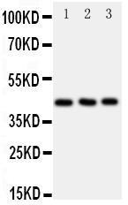 Anti-CCR9 Rabbit Polyclonal Antibody