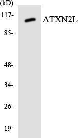 Western blot analysis of the lysates from 293 cells using Anti-ATXN2L Antibody