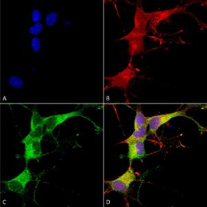 Immunocytochemistry/Immunofluorescence analysis of human neuroblastoma cells (SH-SY5Y), fixed in 4% PFA for 15 min, using Anti-ANK-3 Antibody [S106-20] (A305040), at 1:100 for overnight at 4°C with slow rocking