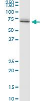 Anti-HSPA1A Mouse Polyclonal Antibody