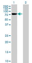 Anti-SH2D3C Mouse Polyclonal Antibody