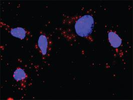 Anti-XIAP + CASP3 Antibody Pair