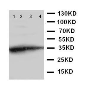 Anti-GCN2 Rabbit Polyclonal Antibody