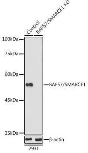 Western blot analysis of extracts from normal (control) and BAF57/SMARCE1 knockout (KO) 293T cells, using Anti-BAF57/SMARCE1 Antibody (A92974) at 1:1,000 dilution