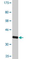 Anti-NPAS2 Mouse Monoclonal Antibody [clone: 6C9]