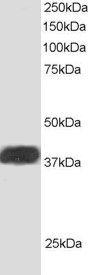 Anti-NIF3L1 Antibody (A83268) staining (1 µg/ml) of Human Heart lysate (RIPA buffer, 30ug total<br />protein per lane). Primary incubated for 1 hour. Detected by western blot<br />using chemilu minescence